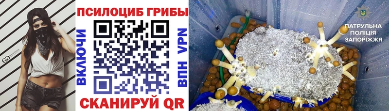Купить закладки  Сатка  Псилоцибиновые грибы Psilocybe 